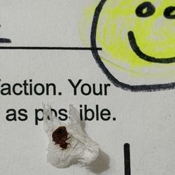 The bedbug on the top envelope. Here's a tip - don't stay here!