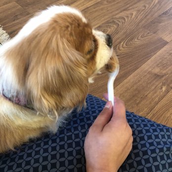 West Coast Pet Memorial Services - Eating some yummy peanut butter - Pet Cremation Services Near Me - San Diego, California West Coast Pet Memorial Services - Eating some yummy peanut butter - Pet Cremation Services Near Me - San Diego, California