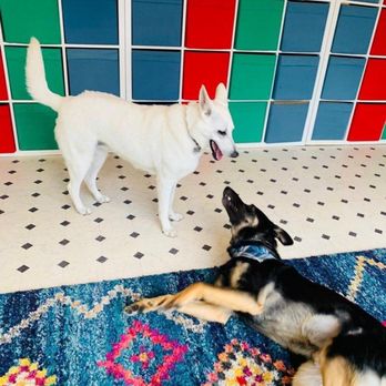 Tefani & So. Dogcare - Pet Sitting Near Me - San Francisco, California Tefani & So. Dogcare - Pet Sitting Near Me - San Francisco, California