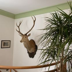 Schlosswirt zu Anif - Hallway