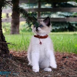 Poshpaws Luxury Cat Resort - Bearspaw