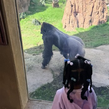 San Antonio Zoo - Zoos Near Me - San Antonio, Texas