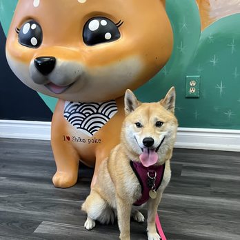 Shiba Poke - They have so much Shiba Inu decor! - Poke Near Me - Toronto, Ontario Shiba Poke - They have so much Shiba Inu decor! - Poke Near Me - Toronto, Ontario