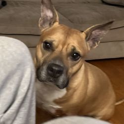 Lifeline Animal Project - Being greedy...begging for food. SMH