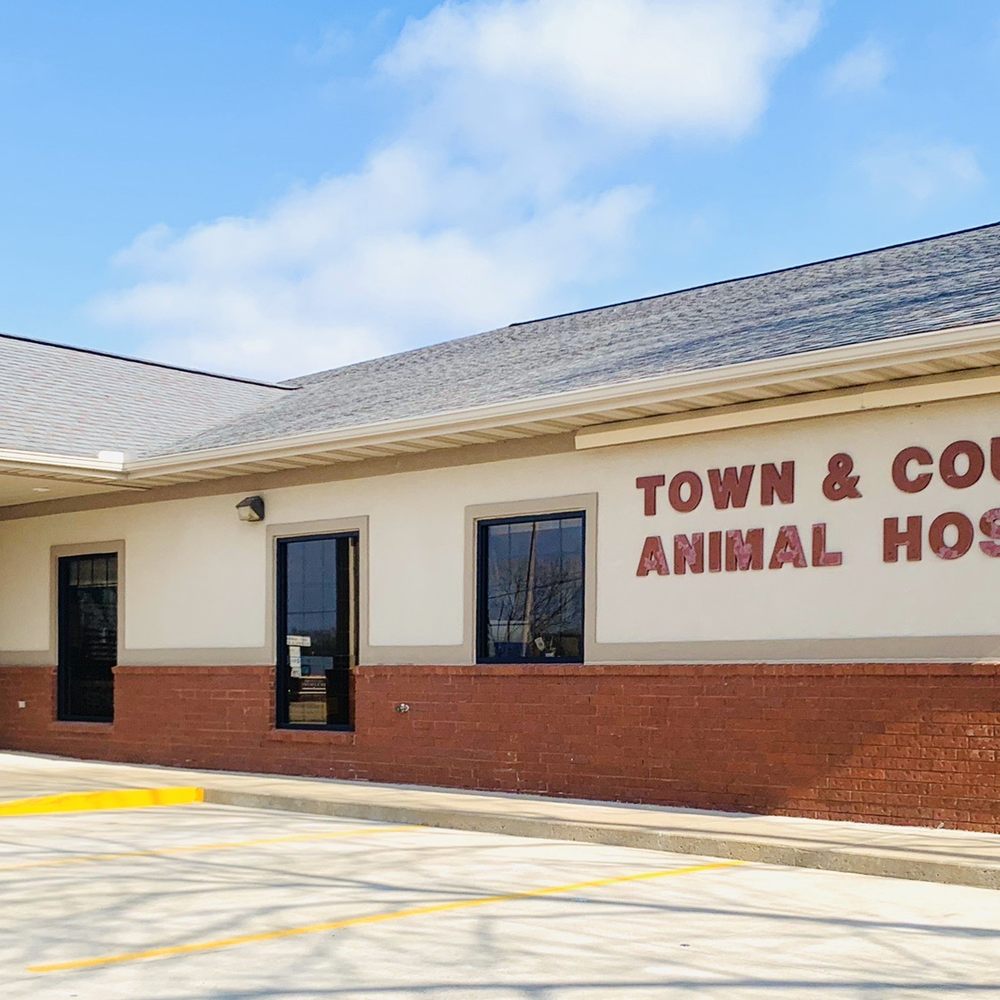 Pet Boarding Quezon City Animal Clinic Low Cost Near Me THE BEST