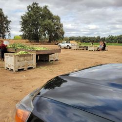 Davis Ranch, LLC - Freshly harvested corn in bins