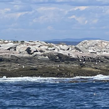 Cap'n Fish's Cruises - Puffin island of seagulls - Boat Charters Near Me - Boothbay Harbor, Maine Cap'n Fish's Cruises - Puffin island of seagulls - Boat Charters Near Me - Boothbay Harbor, Maine