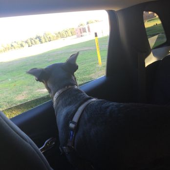 What A Good Dog - Headed home from daycare at WAGD. - Pet Training Near Me - Malvern, Pennsylvania What A Good Dog - Headed home from daycare at WAGD. - Pet Training Near Me - Malvern, Pennsylvania