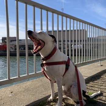 Metro Mutts - Walks are FUN! - Dog Walkers Near Me - Washington, DC, District of Columbia