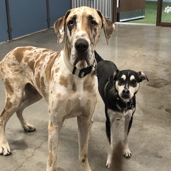 Camp Bow Wow - Pet Boarding Near Me - Odessa, Texas