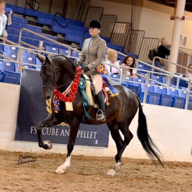 Copple Show Horses - equestrian in Olympia, WA