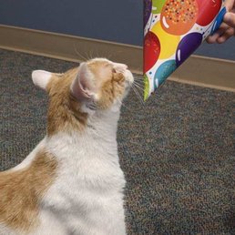 Cat playing with party hat Cat playing with party hat