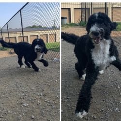 Learn Play Stay Doggie Resort - Dog