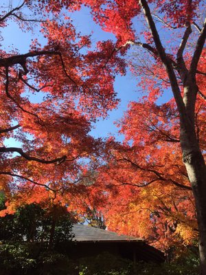 MOA Museum of Art by null