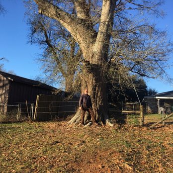 Lawnboyz - Starting Red Oak project - Tree Services Near Me - Palestine, Texas Lawnboyz - Starting Red Oak project - Tree Services Near Me - Palestine, Texas