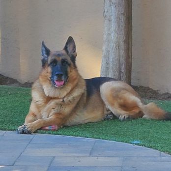 Can-Do Canine! - Gorgeous but not very well behaved. - Dog Walkers Near Me Can-Do Canine! - Gorgeous but not very well behaved. - Dog Walkers Near Me