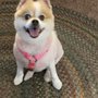 Photo of Dogstar Mobile Grooming Treasure Coast
