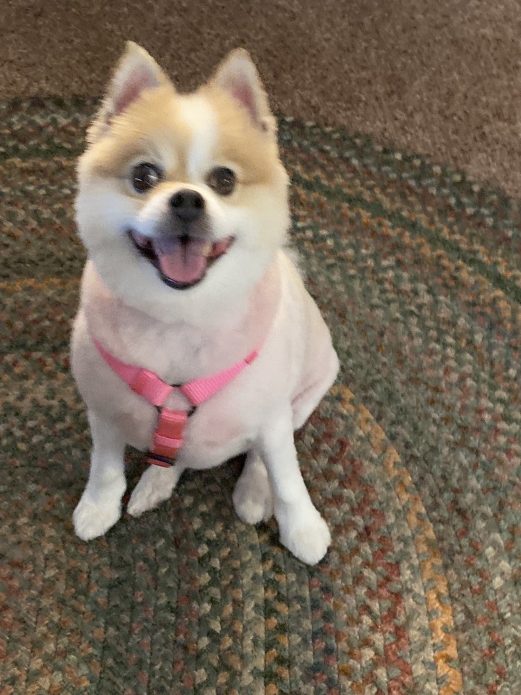 Dogstar Mobile Grooming Treasure Coast Image
