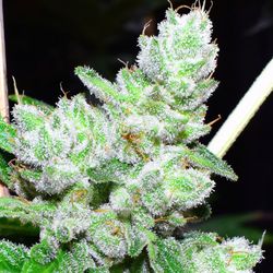 Original Cannabis Growers - Hello Beautiful. We Love Our Gorilla Glue #4