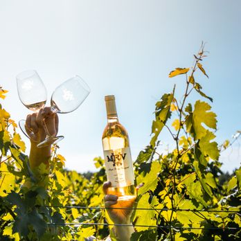 Maple Ridge Vineyard - Wineries Near Me - Madison, Ohio Maple Ridge Vineyard - Wineries Near Me - Madison, Ohio
