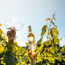 Maple Ridge Vineyard