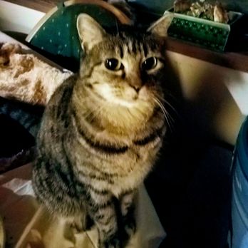 Cascade Veterinary Clinics - Missy - Veterinarians Near Me - Leavenworth, Washington