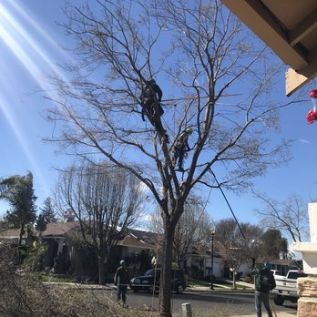 Green Lane Tree Service - Front tree - Tree Services Near Me - Brentwood, California