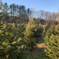 Ralston Nurseries - Tree farm