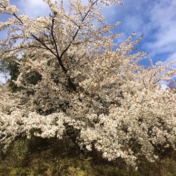 Washington Park Arboretum - Parks Near Me - Seattle, Washington Washington Park Arboretum - Parks Near Me - Seattle, Washington