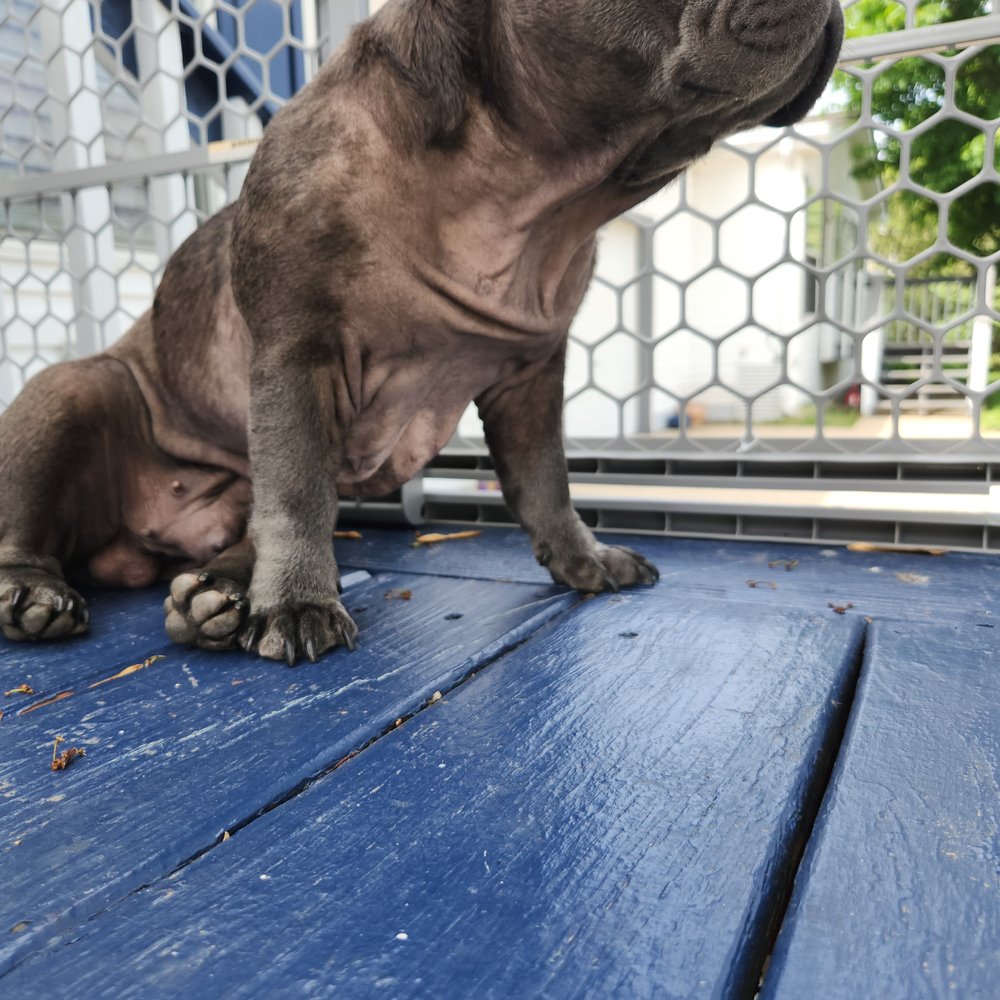 Frenchies Kingdom - bald 7 months old - Pet Stores Near Me Frenchies Kingdom - bald 7 months old - Pet Stores Near Me