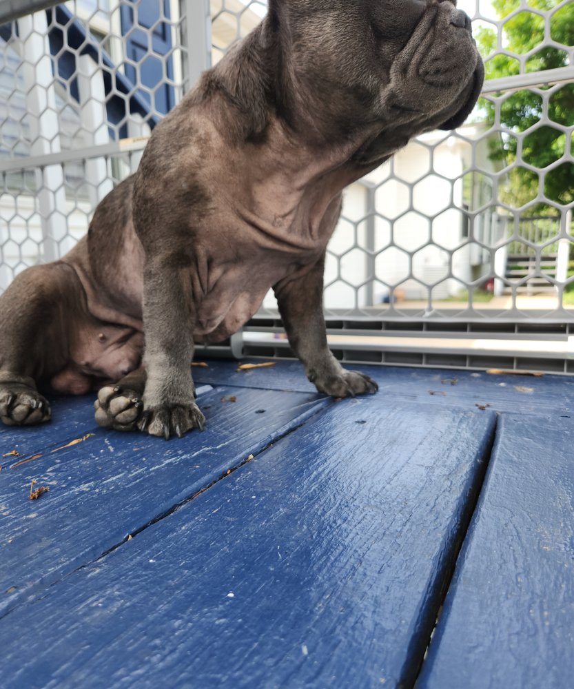 FRENCHIES KINGDOM 58 Photos Easton, Pennsylvania Pet Stores Phone Number Yelp