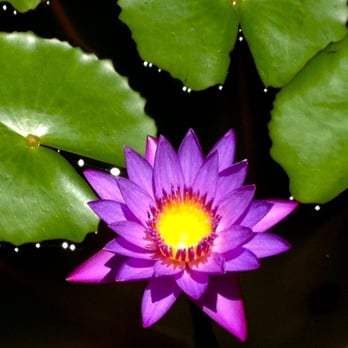 Somaraja - Kauai Lotus Flower. Your body lets go of old patterns, tension and stress with a therapeutic and holistic massage with Nicole Ortega - Massage Therapy Near Me - Boulder, Colorado Somaraja - Kauai Lotus Flower. Your body lets go of old patterns, tension and stress with a therapeutic and holistic massage with Nicole Ortega - Massage Therapy Near Me - Boulder, Colorado