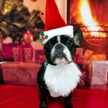 My Pretty Puppy - Santa's lil helper - Pet Groomers Near Me - Cypress, California My Pretty Puppy - Santa's lil helper - Pet Groomers Near Me - Cypress, California