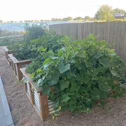 MSH Ltd - Raised bed for veggies