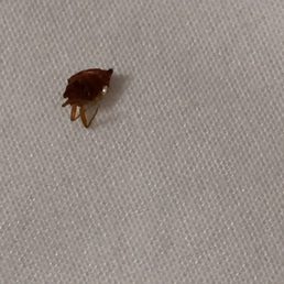 Dead bed bug