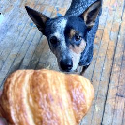 My dog Sienna wants my croissant so bad.