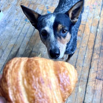 Café Marguerite - My dog Sienna wants my croissant so bad. - Cafes Near Me - Minneapolis, Minnesota