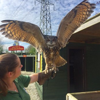Screech Owl Sanctuary - Animal Shelters Near Me - St. Columb, CON