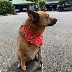 Andrea's K-9 Couture - Andrea was awesome! Took my fur baby there (who has occasional reactivity issues), and he did so well with her