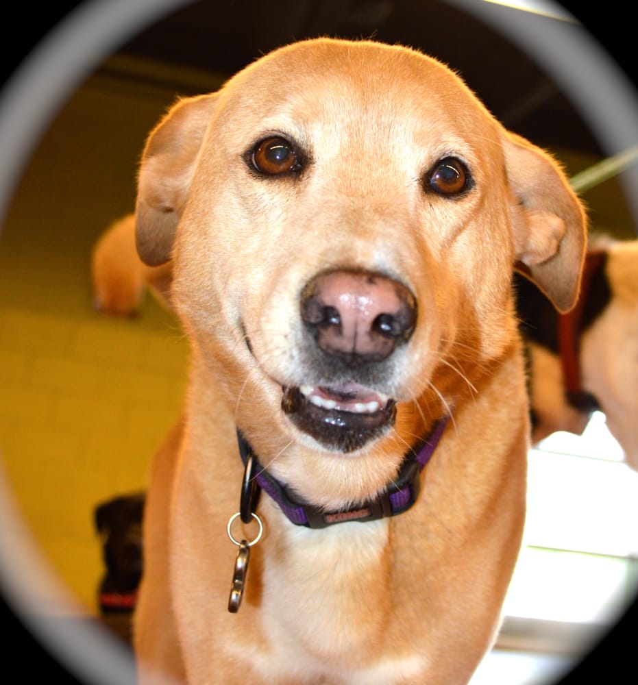 Paws & Claws - pet boarding facility in Hendersonville, TN
