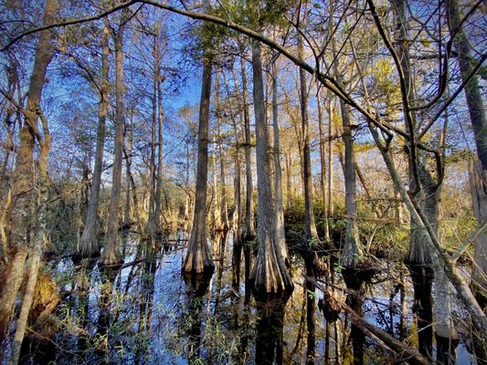 Kirby Storter Roadside Park by null