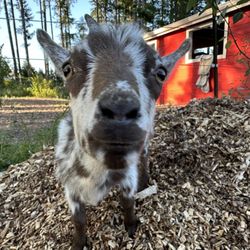 The Little Farm - goat!