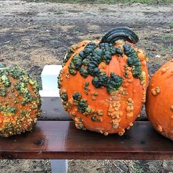 Capelli Farms