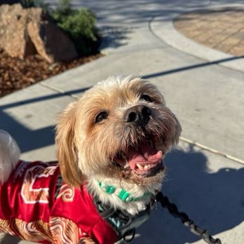 Paw Vivant - Jax was on his daily walk, lots of updates. - Pet Boarding Near Me - Fremont, California Paw Vivant - Jax was on his daily walk, lots of updates. - Pet Boarding Near Me - Fremont, California