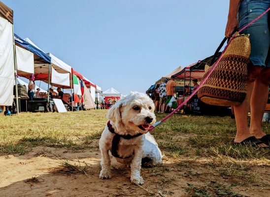 Dripping Springs Farmers Market by null