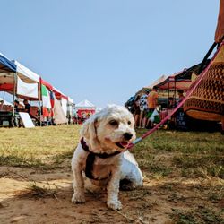 Dripping Springs Farmers Market