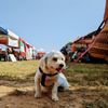 Dripping Springs Farmers Market gift card
