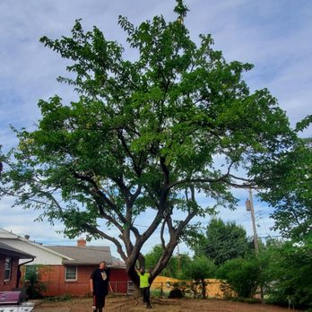Timberwolf Tree Services - Tree Services Near Me Timberwolf Tree Services - Tree Services Near Me