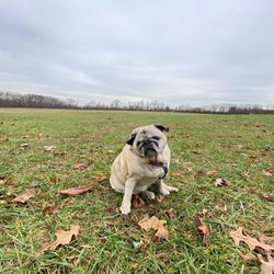 Etra Lake Park - Dogs love it here!