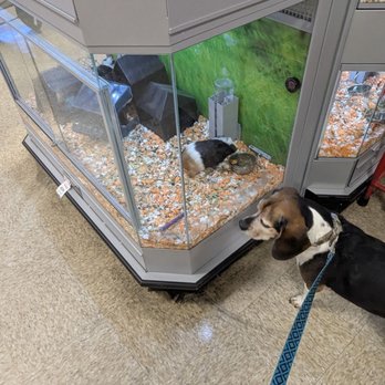 PetSmart - Thought he saw a small beagle - Pet Stores Near Me - San Jose, California